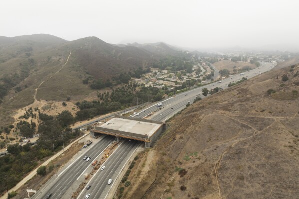 This photo shows the Wallis Annenberg Wildlife Crossing over the 101 Freeway in Agoura Hills, Calif., Oct. 15, 2024. (AP Photo/Jae C. Hong, File)