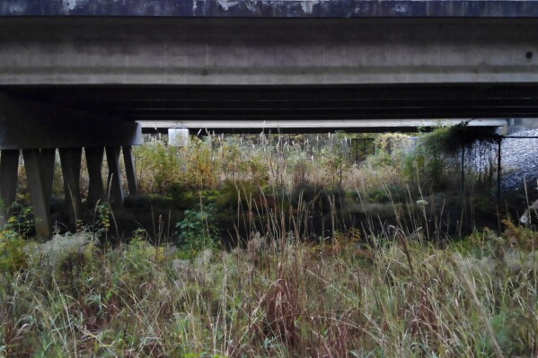 In this frame from video, grass grows tall in a wildlife crossing created by elevating a portion of U.S. 64 near Creswell, N.C., on Wednesday, Nov. 20, 2024. (AP Photo/Allen G. Breed)