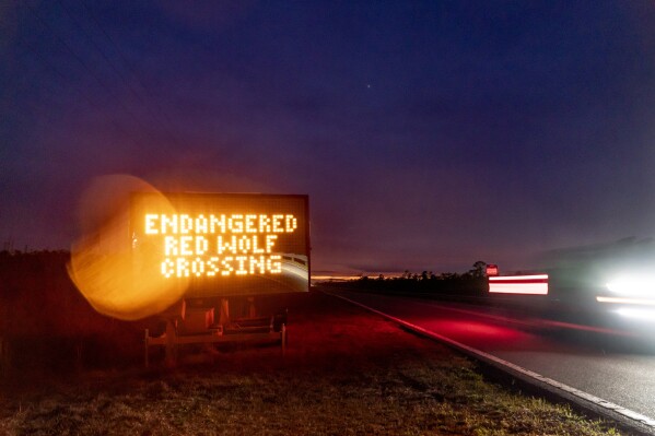 A sign warns motorists on U.S. 64 to watch out for crossing red wolves on the Alligator River National Wildlife Refuge, March 22, 2023, near Manns Harbor, N.C. (AP Photo/David Goldman, File)