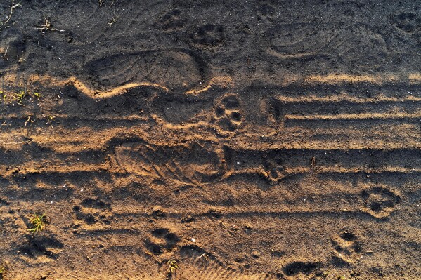 Red wolf pawprints are visible in the dirt beside human footprints on the Alligator River National Wildlife Refuge near Manns Harbor, N.C., March 24, 2023. (AP Photo/David Goldman, File)